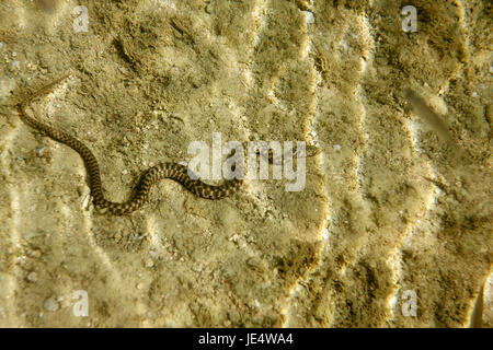 Il serpente dei dadi sul fondo del fiume Mrežnica, Croazia Foto Stock