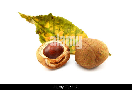 Cavallo rosso castagno foglia e casi di conker e sementi, isolato su uno sfondo bianco Foto Stock