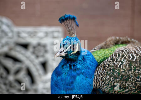 Peafowl indiano (Pavo cristatus) nel profilo è rispettando l'ambiente. Foto Stock