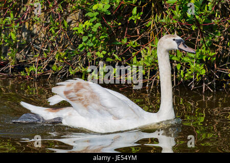 Giovani cygnet crea una scia, che scivola lentamente lungo il bordo del lago Rufford nel Nottinghamshire Foto Stock