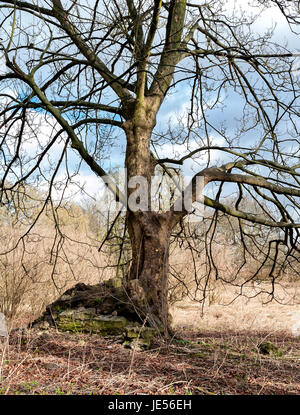 Alberi a Malton Castle Gardens Foto Stock