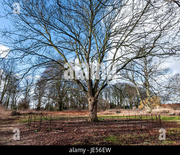 Alberi a Malton Castle Gardens Foto Stock