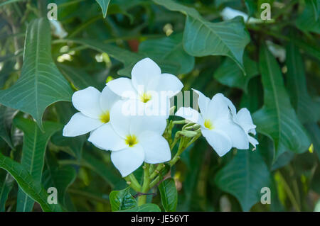 Bellissimi fiori bianchi e freschi nome Plumeria Pudica, Endurance è eccellente tutto l'anno, fiore allevamento è così facile. La zona è molto bella fiori. Foto Stock