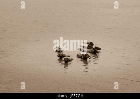 Bufalo indiano di acqua di raffreddamento nel fiume fangoso in India Foto Stock