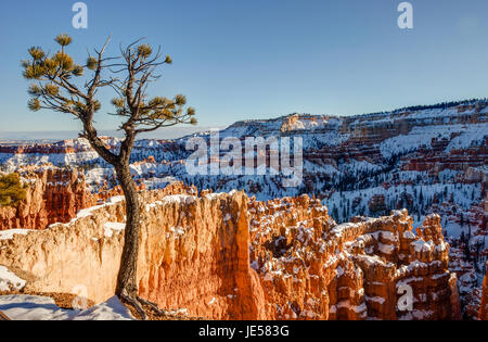 Lone cono di setole pino guardando fuori sull'Anfiteatro al Parco Nazionale di Bryce Canyon, Utah Foto Stock