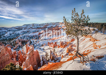 Lone Pine Tree sul bordo del Bryce Canyon, Utah durante il sunrise. Foto Stock