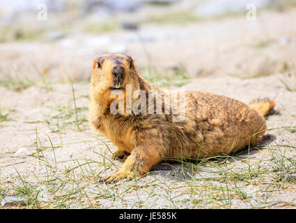 L'Himalayan marmotta nelle highlands del Kashmir in India Foto Stock