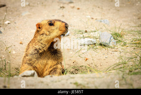 L'Himalayan marmotta nelle highlands del Kashmir in India Foto Stock