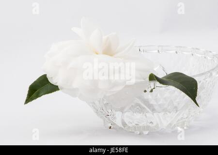 Camellia japonica su sfondo bianco Foto Stock
