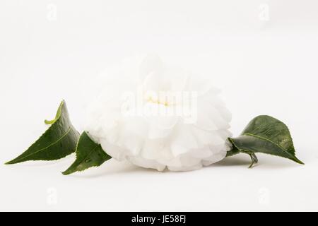Camellia japonica su sfondo bianco Foto Stock