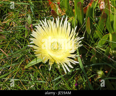 La rara forma di fiore giallo Hottentot-fig o Hottentot Fig (Carpobrotus edulis) St. Mary's, isole Scilly, England, Regno Unito Foto Stock