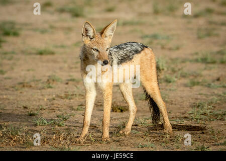 Nero-backed jackal guardando intorno nel kalagadi parco transfrontaliero, sud africa. Foto Stock