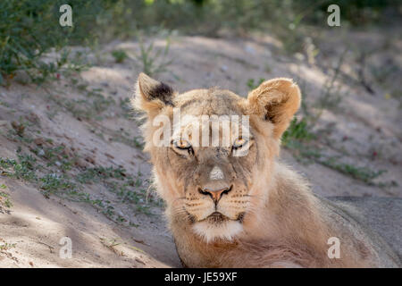 Giovane maschio starring Lion alla fotocamera in Kalagadi Parco transfrontaliero, Sud Africa. Foto Stock