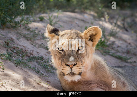 Giovane maschio starring Lion alla fotocamera in Kalagadi Parco transfrontaliero, Sud Africa. Foto Stock