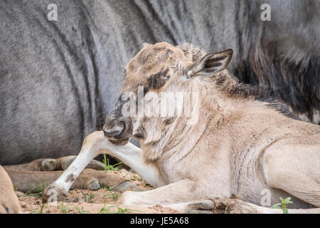 Blu vitello gnu che stabilisce nel kalagadi parco transfrontaliero, sud africa. Foto Stock