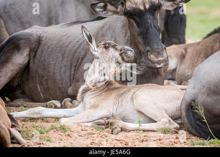 Blu vitello gnu che stabilisce nel kalagadi parco transfrontaliero, sud africa. Foto Stock