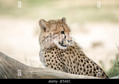 Giovani cheetah guardando indietro nel kalagadi parco transfrontaliero, sud africa. Foto Stock