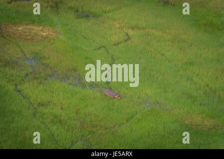 Vista aerea di un ippopotamo nell'acqua nell'Okavango Delta, il Botswana. Foto Stock