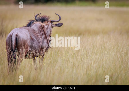 Un blu gnu guardando intorno in Okavango Delta, il Botswana. Foto Stock