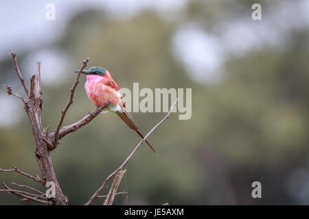 Un Southern carmine gruccione seduto su un ramo del delta dell'Okavango, Botswana. Foto Stock