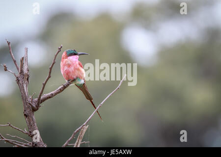 Un Southern carmine gruccione seduto su un ramo del delta dell'Okavango, Botswana. Foto Stock