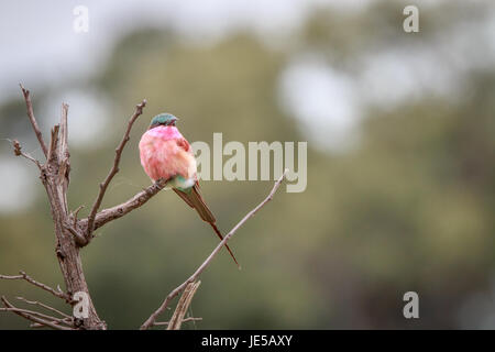 Un Southern carmine gruccione seduto su un ramo del delta dell'Okavango, Botswana. Foto Stock