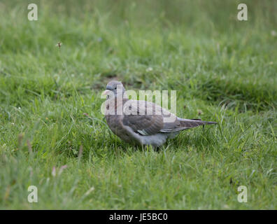 I capretti il colombaccio Columba palumbus, in un prato, Norfolk, Giugno 2017 Foto Stock