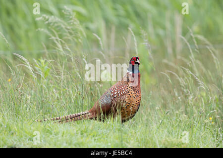 Il fagiano comune in un campo, Norfolk, Giugno 2017 Foto Stock