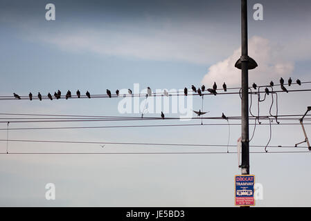 Decine di uccelli sui fili del Tram Foto Stock