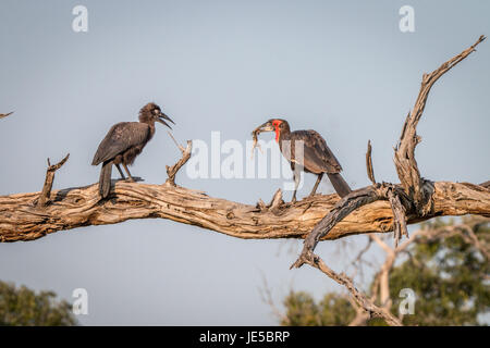 Due terra meridionale hornbills sul ramo in Chobe National Park, il Botswana. Foto Stock