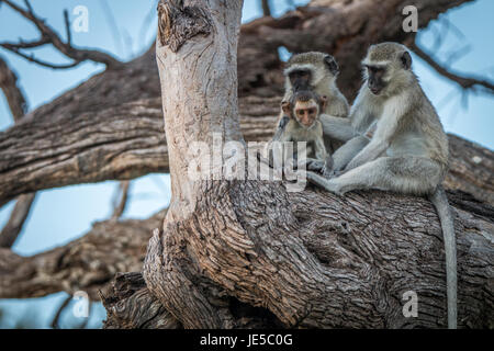 Tre Scimmie vervet poggiante su un albero in Chobe National Park, il Botswana. Foto Stock