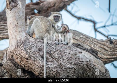 Tre Scimmie vervet poggiante su una trre nel Chobe National Park, il Botswana. Foto Stock