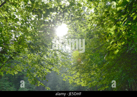 Flussi di luce solare attraverso il soffitto di una foresta Foto Stock