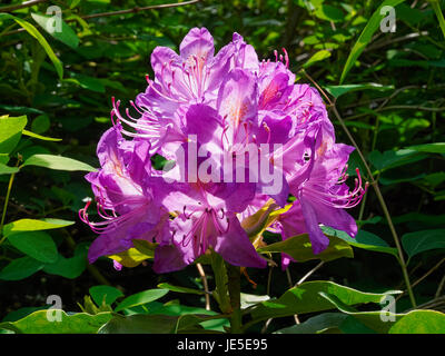 Close-up di un luminoso viola fiore di rododendro crescente al sole circondato da fogliame Foto Stock