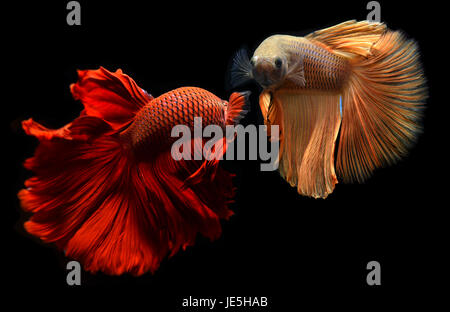 Voglia di rosso e arancio Betta Saimese o lotta contro la pesca swiming e mostrano il movimento della aletta del vestito. Foto Stock