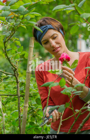 Donna Rosa di taglio da Bush in giardino Foto Stock