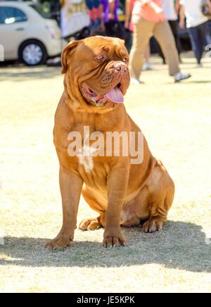 Una chiusura di una giovane e bella, marrone rossiccio, mogano, Dogue de Bordeaux, aka francese Mastiff cane, seduto sull'erba, caratteristico per la sua massiccia, testa pesante con rughe, muso corto e muscoloso. Foto Stock