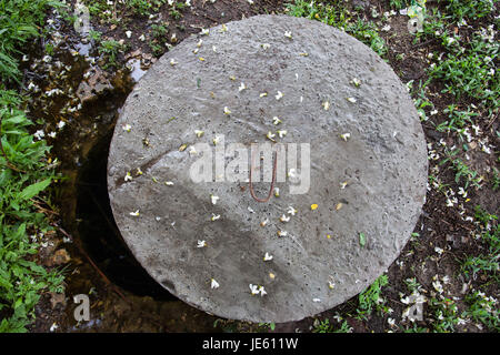 Tombino aperto con copertura in cemento e fiori di acacia su di esso. Foto Stock