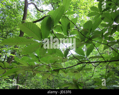 Questa fotografia scattata il 13 luglio 2013 mostra un'Edelkastanie, o castagna dolce, a Schwetzinger Hardt, catturando la sua particolare forma di albero e l'ambiente naturale. Foto Stock