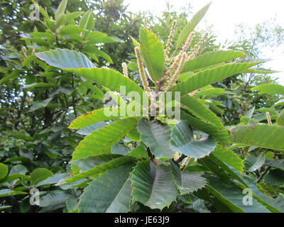 L'immagine mostra un albero di Edelkastanie (castagno dolce) nella riserva naturale Schwetzinger Hardt in Germania. L'albero è noto per le sue noci commestibili e per l'importanza ecologica negli ecosistemi forestali locali, che supportano varie specie di fauna selvatica. Foto Stock