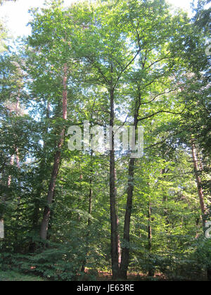 Un'immagine dettagliata di un castagno nello Schwetzinger Hardt, scattata il 16 luglio 2013. La fotografia mostra il fogliame dell'albero e l'ambiente circostante, sottolineandone la forma naturale e l'area boschiva circostante. Foto Stock