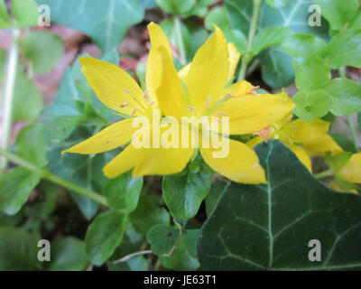 Questa immagine mostra Pfennigkraut, noto anche come pennyroyal, nella regione di Schwetzinger Hardt. La pianta è nota per le sue foglie aromatiche e per gli usi medicinali, che prosperano nell'ambiente naturale della zona. Foto Stock