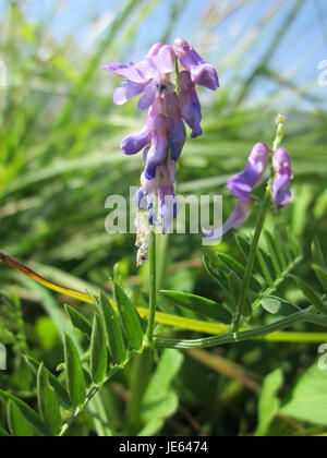 Una fotografia scattata il 27 luglio 2013 di Wicke a Hockenheim, in Germania, che mostra il paesaggio stradale e la vita quotidiana della città. Foto Stock