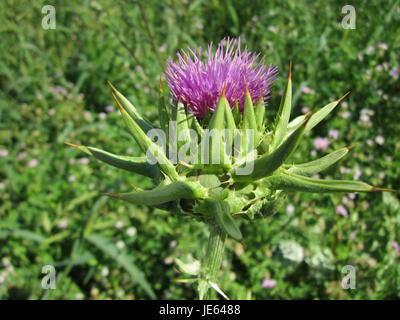 Il Silybum marianum, comunemente noto come cardo del latte, è una specie vegetale nota per i suoi usi medicinali. Questa immagine probabilmente raffigura i caratteristici fiori viola e le foglie spinose della pianta. Foto Stock