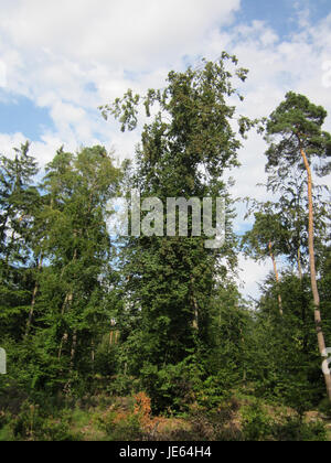 L'immagine mostra il Fagus sylvatica, comunemente noto come faggio europeo, un albero deciduo originario dell'Europa. È riconosciuta per la corteccia grigia liscia, la fitta tettoia e le foglie verdi lucide, che diventano giallo-oro in autunno. Il faggio europeo si trova spesso in boschi temperati ed è importante per la produzione di legname e come habitat per la fauna selvatica. Foto Stock