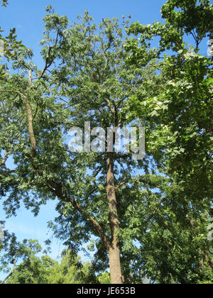 Il Fraxinus excelsior, comunemente noto come cenere europea, è un albero originario dell'Europa. La fotografia è stata scattata a Speyer, mostrando la sua caratteristica struttura a foglia e l'alta statura. Foto Stock