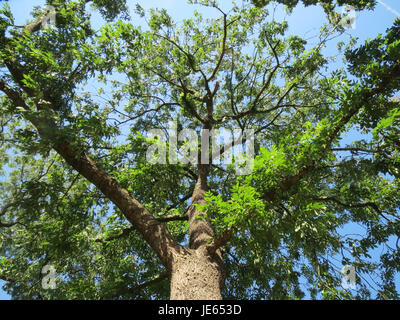 Una fotografia del Fraxinus excelsior, comunemente noto come frassino europeo, scattata il 17 agosto 2013. L'albero è noto per la sua crescita alta e verticale e le foglie distintive. Foto Stock