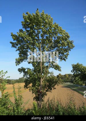 Una fotografia di Fraxinus excelsior, comunemente nota come cenere europea, scattata il 17 agosto 2013. Questa specie di alberi è originaria dell'Europa ed è ampiamente riconosciuta per la sua statura alta e le foglie composte. Foto Stock
