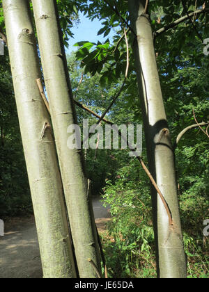 La Castanea sativa, comunemente nota come castagno dolce, è una specie arborea originaria dell'Europa. È riconosciuta per le sue noci grandi e commestibili e per le sue foglie distintive. L'albero è apprezzato per il suo legname e i suoi frutti, che hanno usi sia culinari che commerciali. Foto Stock