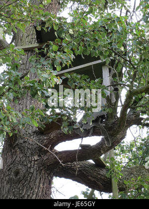 Immagine di Juglans regia, comunemente noto come noce inglese, da uno studio botanico o osservazione orticola incentrato sulla morfologia della specie. Foto Stock